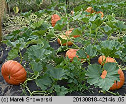 Cucurbita maxima Rouge d'Etempes