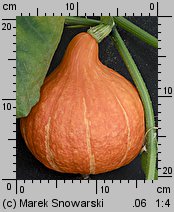 Cucurbita maxima Potimarron