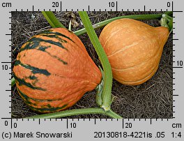 Cucurbita maxima Potimarron