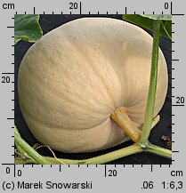 Cucurbita maxima Bambino