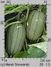 Cucurbita pepo (dynia zwyczajna)