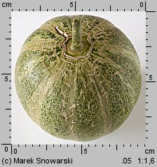 Cucumis melo (ogórek melon)