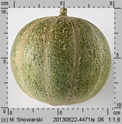 Cucumis melo (ogórek melon)