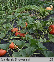 Cucurbita maxima Rouge d'Etempes