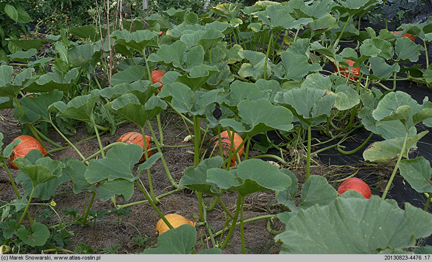 Cucurbita maxima Potimarron