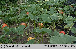 Cucurbita maxima Potimarron