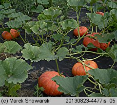 Cucurbita maxima Rouge d'Etempes