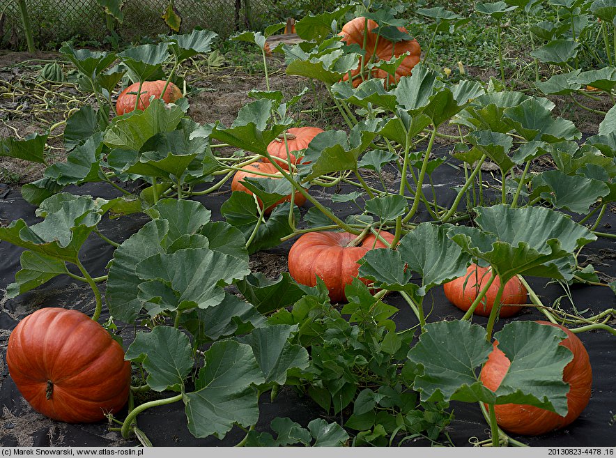 Cucurbita maxima Rouge d'Etempes