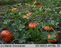 Cucurbita maxima Rouge d'Etempes