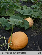 Cucurbita maxima (dynia olbrzymia)