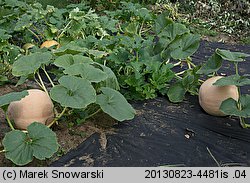 Cucurbita maxima Bambino