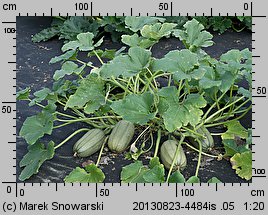 Cucurbita pepo (dynia zwyczajna)