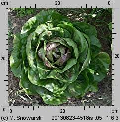 Cichorium intybus ssp. foliosum (cykoria sałatowa)