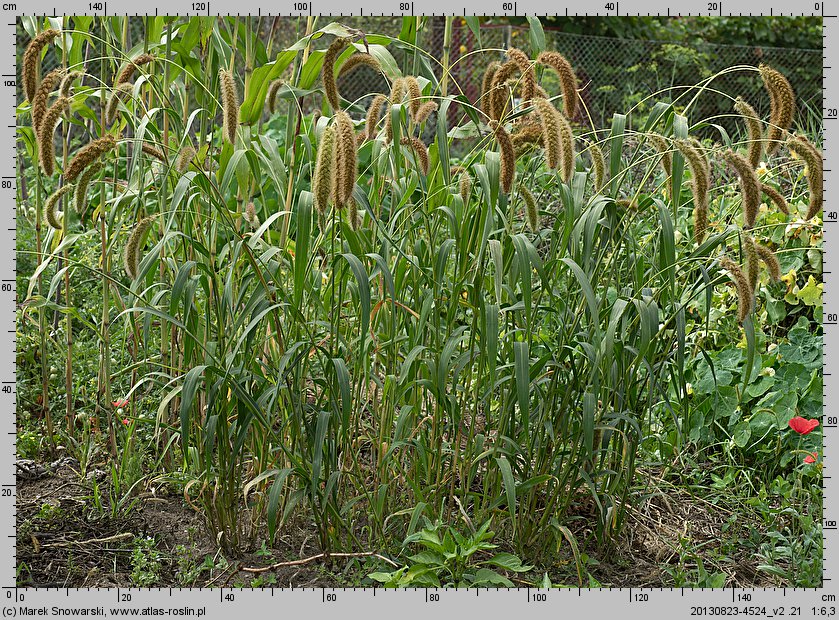 Setaria macrostachya (włośnica wielkokłosowa)