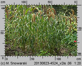 Setaria macrostachya (włośnica wielkokłosowa)