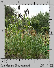 Setaria macrostachya (włośnica wielkokłosowa)