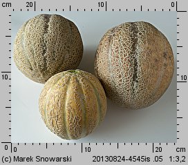 Cucumis melo (ogórek melon)