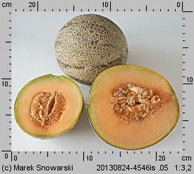 Cucumis melo (ogórek melon)