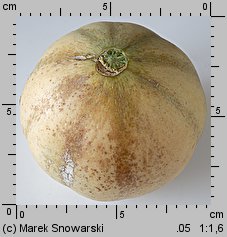 Cucumis melo (ogórek melon)