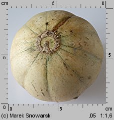 Cucumis melo (ogórek melon)