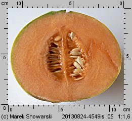 Cucumis melo (ogórek melon)