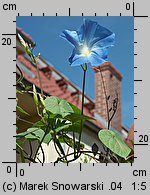 Ipomoea tricolor (wilec trójbarwny)