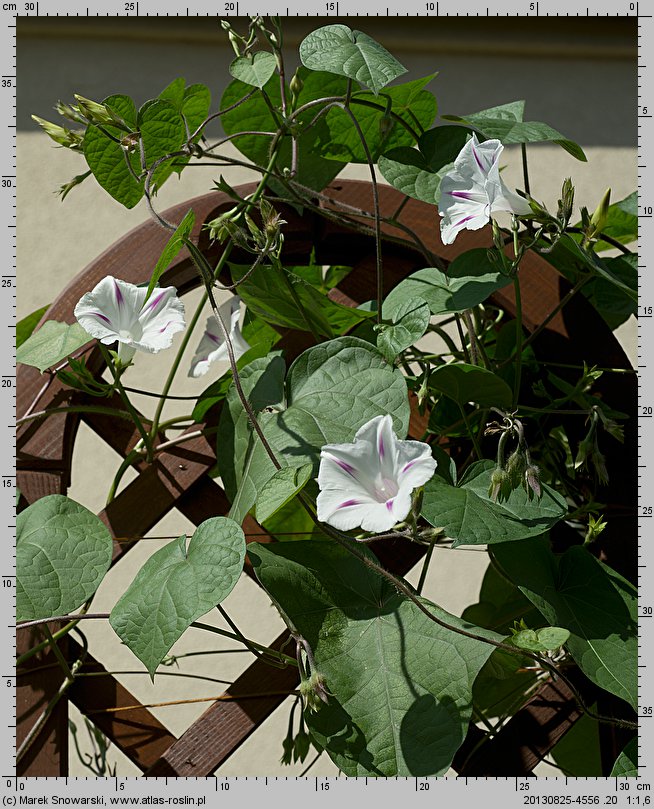 Ipomoea purpurea Seta