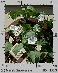 Ipomoea purpurea Seta