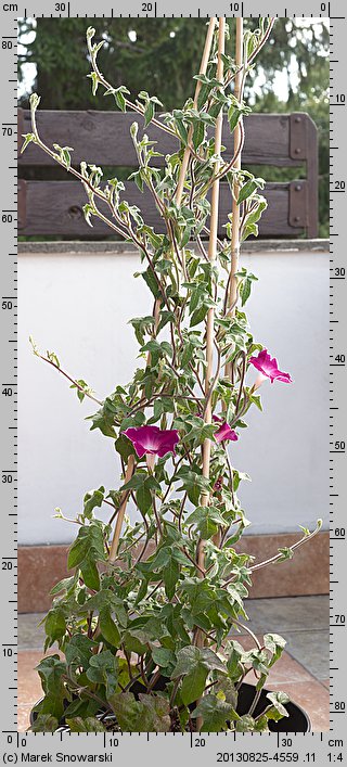 Ipomoea nil