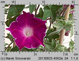 Ipomoea nil