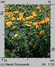 Tagetes erecta (aksamitka wzniesiona)