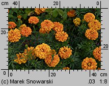 Tagetes erecta (aksamitka wzniesiona)