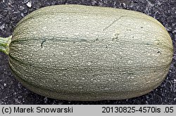 Cucurbita pepo (dynia zwyczajna)