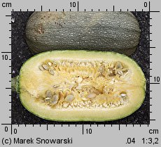 Cucurbita pepo (dynia zwyczajna)