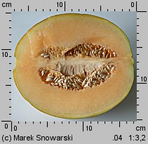 Cucumis melo (ogórek melon)