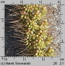 Setaria macrostachya (włośnica wielkokłosowa)