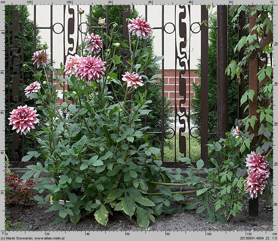 Dahlia hort. Orange Duet