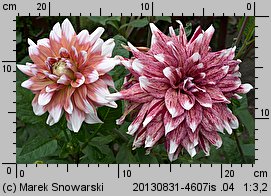 Dahlia Orange Duet