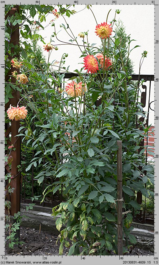 Dahlia hort. Procyon