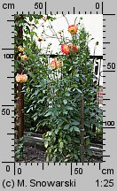 Dahlia hort. Procyon