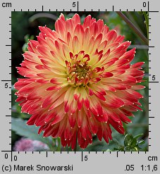 Dahlia hort. Procyon
