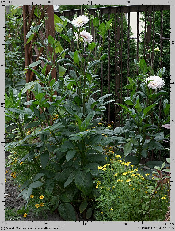 Dahlia hort. Silver Years