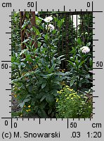 Dahlia hort. Silver Years