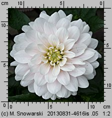 Dahlia hort. Silver Years