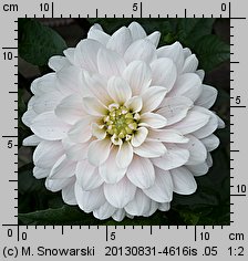 Dahlia Silver Years