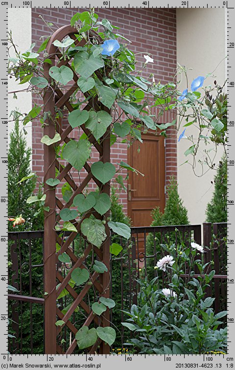 Ipomoea tricolor (wilec trójbarwny)