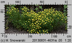 Tagetes tenuifolia (aksamitka wąskolistna)