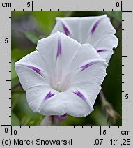 Ipomoea purpurea Seta