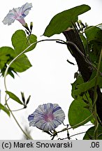 Ipomoea purpurea Seta