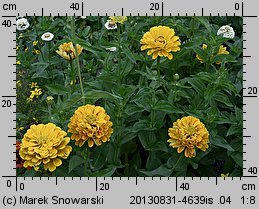 Zinnia elegans (cynia wytworna)